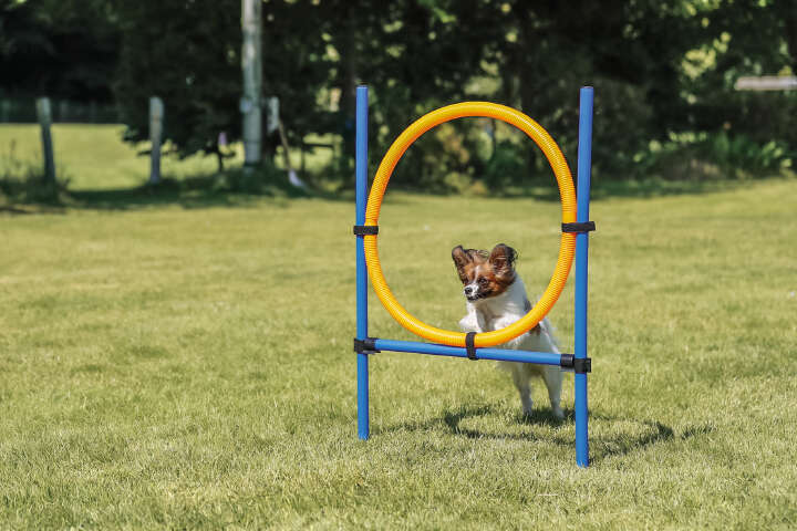 TRIXIE Fun Agility Hunde-Trainingsring